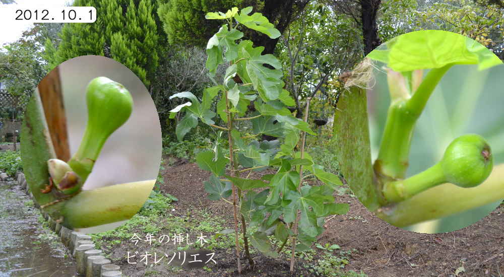 イチジク 今年の挿し木 ビオレソリエス 樹高150cmを超える 趣味の 果樹 今年も ぶどう と 新たに 桜桃 に注力