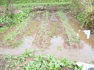 c0187298_2244182.jpg