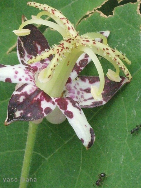 e0025300_110913.jpg