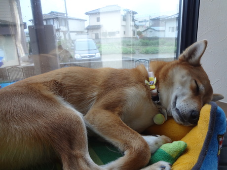 今日は雨・・・おまけの写真_e0292102_11441875.jpg