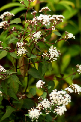 f0041606_15513215.jpg