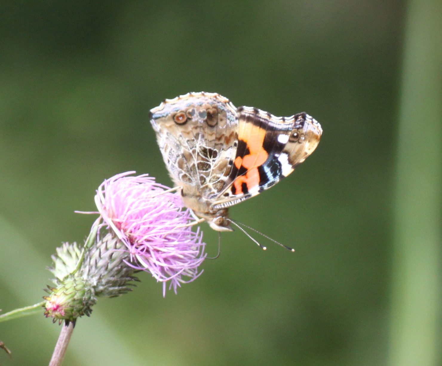 埼玉北部　　                  　 アカタテハ吸蜜2012/09/29③_d0251807_18241948.jpg