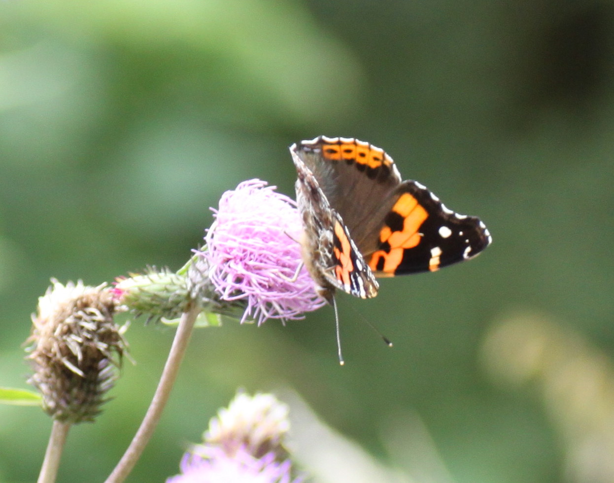 埼玉北部　　                  　 アカタテハ吸蜜2012/09/29③_d0251807_18244076.jpg