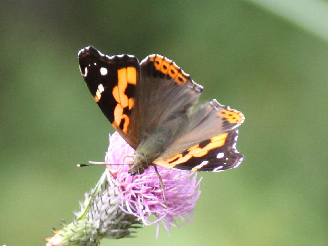 埼玉北部　　                  　 アカタテハ吸蜜2012/09/29③_d0251807_18245013.jpg