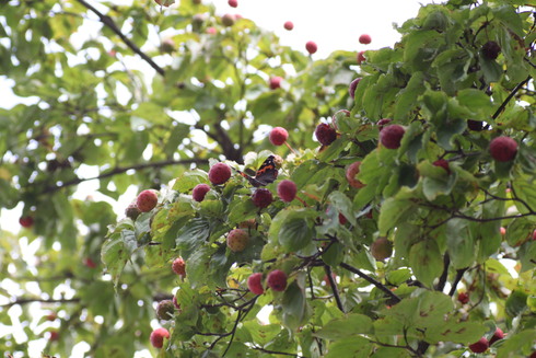 埼玉北部　　                  　 アカタテハ吸蜜2012/09/29③_d0251807_18262218.jpg