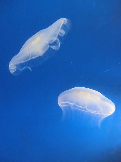 すみだ水族館_b0180714_8393297.jpg