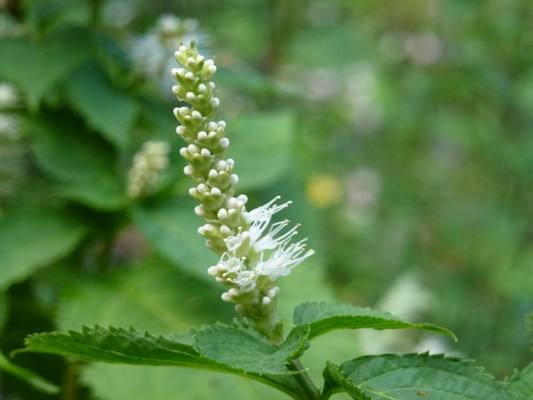 c0042418_8144599.jpg