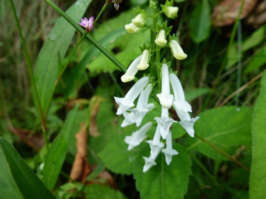 c0042418_8153795.jpg