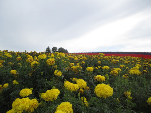 Enjoy Furano_f0207320_13571268.jpg