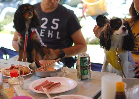 キャバリアBBQパーティー＠西丹沢～うまうま編～_f0214121_22105034.jpg