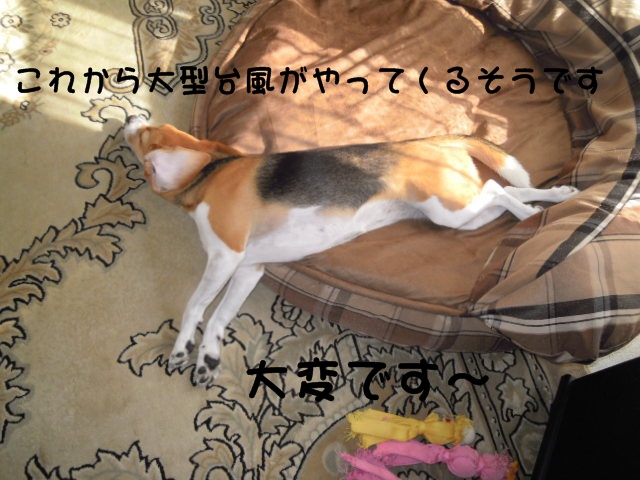 c0166622_11502038.jpg
