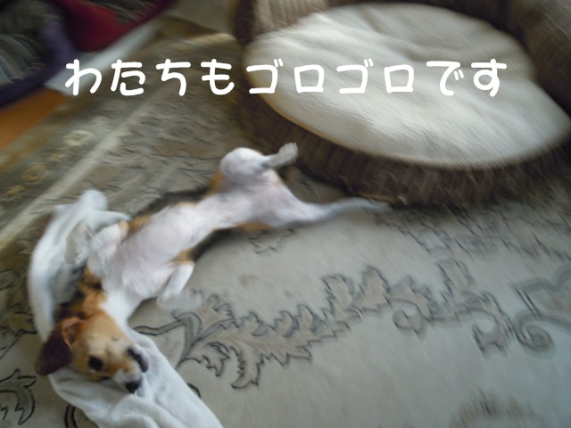 c0166622_11583662.jpg