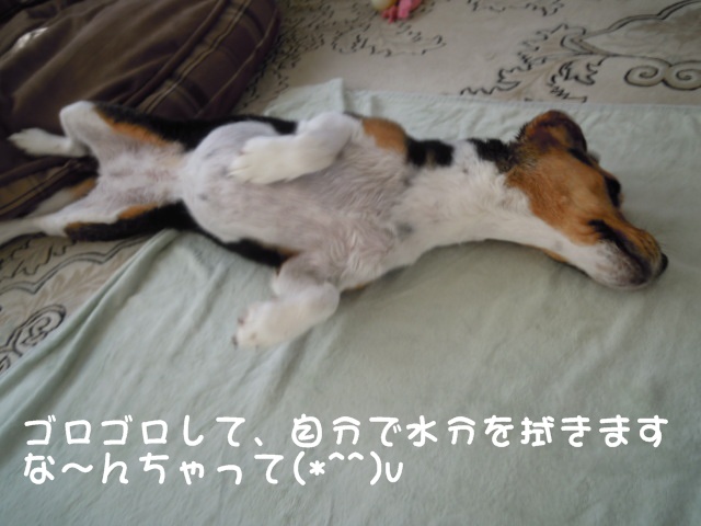 c0166622_1158565.jpg