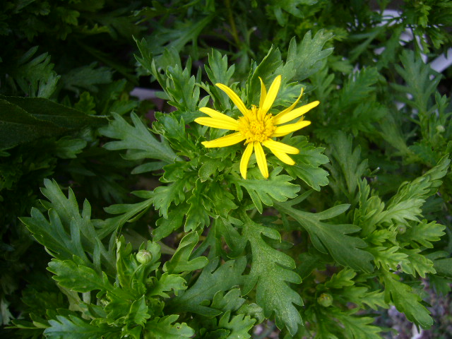 d0000324_1324662.jpg
