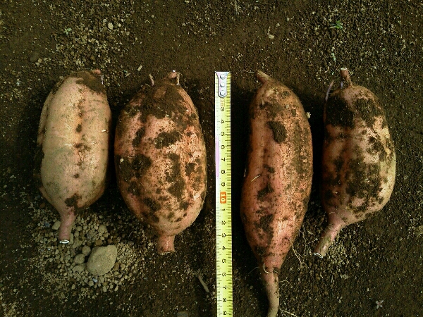 c0246826_1036203.jpg