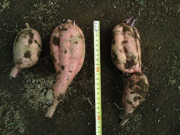 c0246826_10371317.jpg