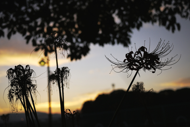 e0200926_8143336.jpg