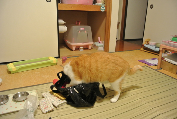 家族には・・・(おまけ付)_a0099131_044146.jpg