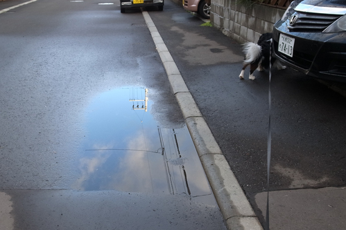 朝まで雨だったけど、日中は良い天気。_c0051132_20492454.jpg