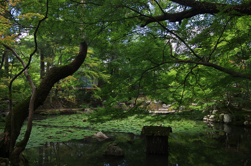 初秋・天授庵（南禅寺塔頭）_f0155048_2321143.jpg