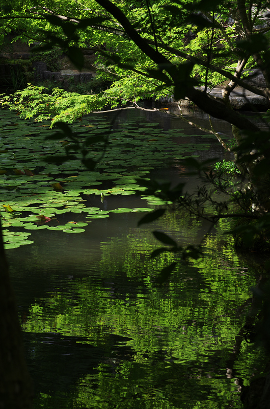 初秋・天授庵（南禅寺塔頭）_f0155048_23211998.jpg