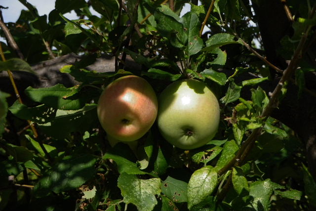 秋の空、林檎、柿の実、蜜柑の実、花水木の実、白花曼珠沙華、夕暮れの空_a0030958_2391930.jpg