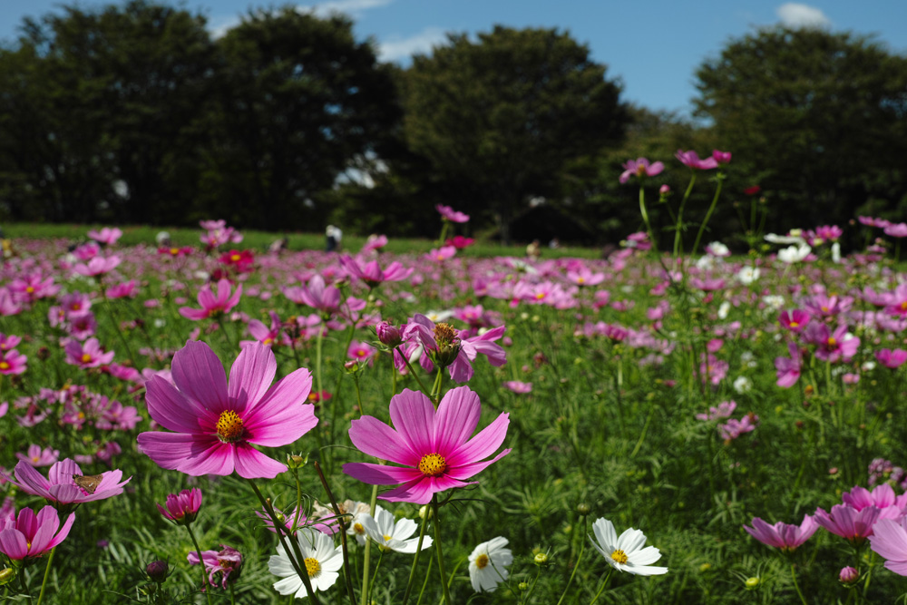  昭和記念公園にて　　　　　　_a0146658_8293229.jpg