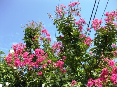 c0190960_615719.jpg