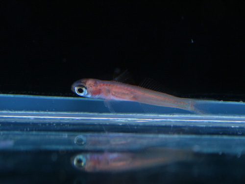 ハゼ特集 ビーボックスアクアリウム松戸店 海水魚 サンゴ情報