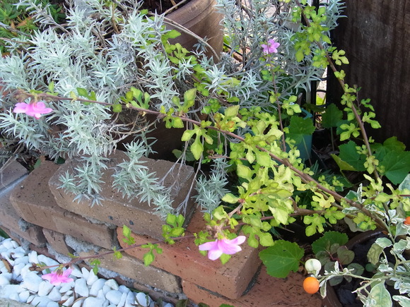 b0194267_2013098.jpg