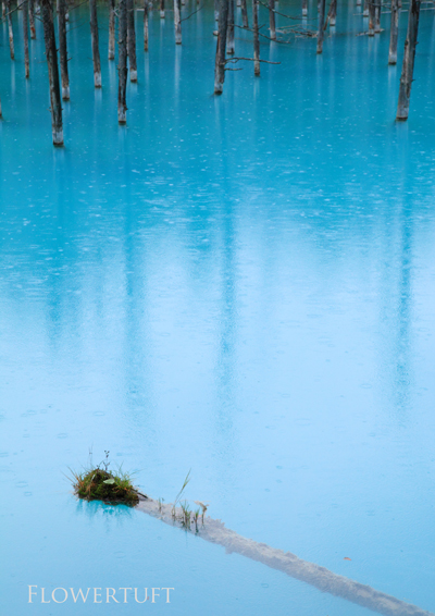 雨の青い池―北海道美瑛①_c0137872_1485043.jpg
