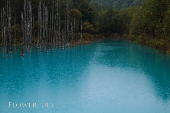 雨の青い池―北海道美瑛①_c0137872_1492264.jpg