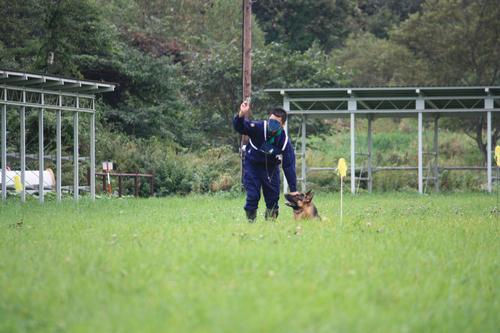 嘱託犬競技会　in恵庭　　見学_a0229076_20391015.jpg