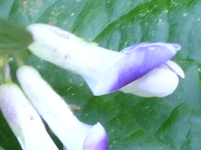 e0145782_1953820.jpg