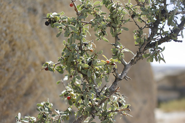 f0046982_11341218.jpg