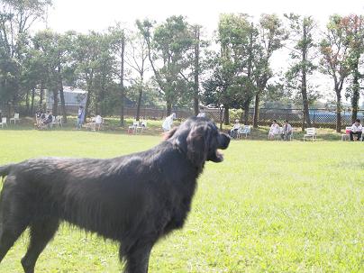 久しぶりのアンデルセン公園ドッグラン Karenkarenカレンダー