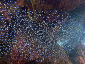 カメにも遭遇! ラチャヤイ島_f0144385_13202374.jpg