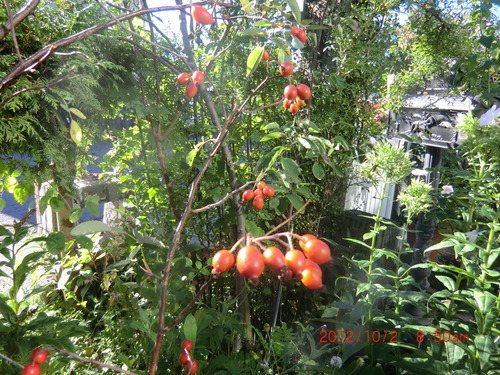 c0078586_20492012.jpg