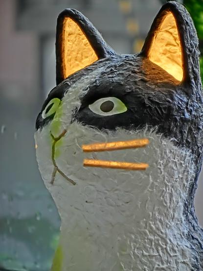 猫カフェ フォト弘前 写心会 猫フォト 猫カフェ フォト弘前 写心会 猫フォト