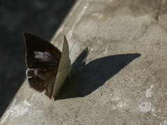 b0192588_1165161.jpg