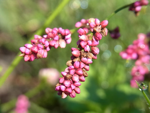 f0236291_11175233.jpg