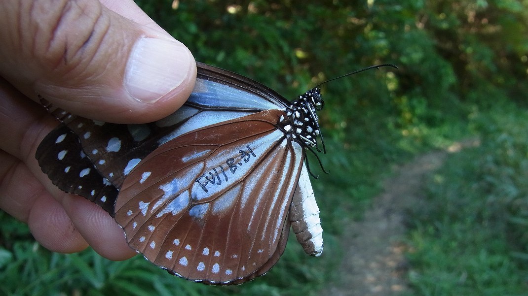 10/2 三ヶ根山のアサギマダラ_a0152692_1843124.jpg