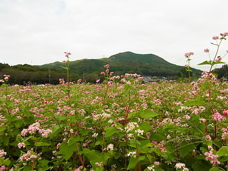 a0278092_2039139.jpg