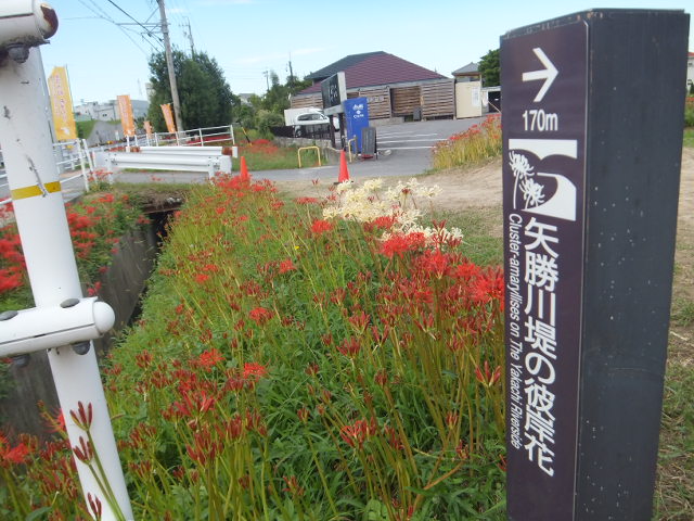 a0271502_17432086.jpg