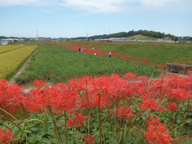 a0271502_17443693.jpg