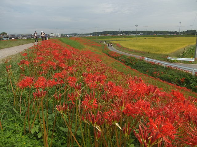 a0271502_17541182.jpg