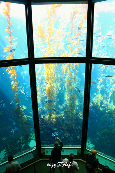 モントレーベイ水族館 San Francisco Bay Area Photo Dairy 16年1月に帰国しました モントレーベイ水族館 San Francisco Bay Area Photo Dairy 16年1月に帰国しました