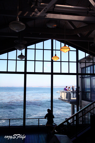 モントレーベイ水族館 San Francisco Bay Area Photo Dairy 16年1月に帰国しました モントレーベイ水族館 San Francisco Bay Area Photo Dairy 16年1月に帰国しました