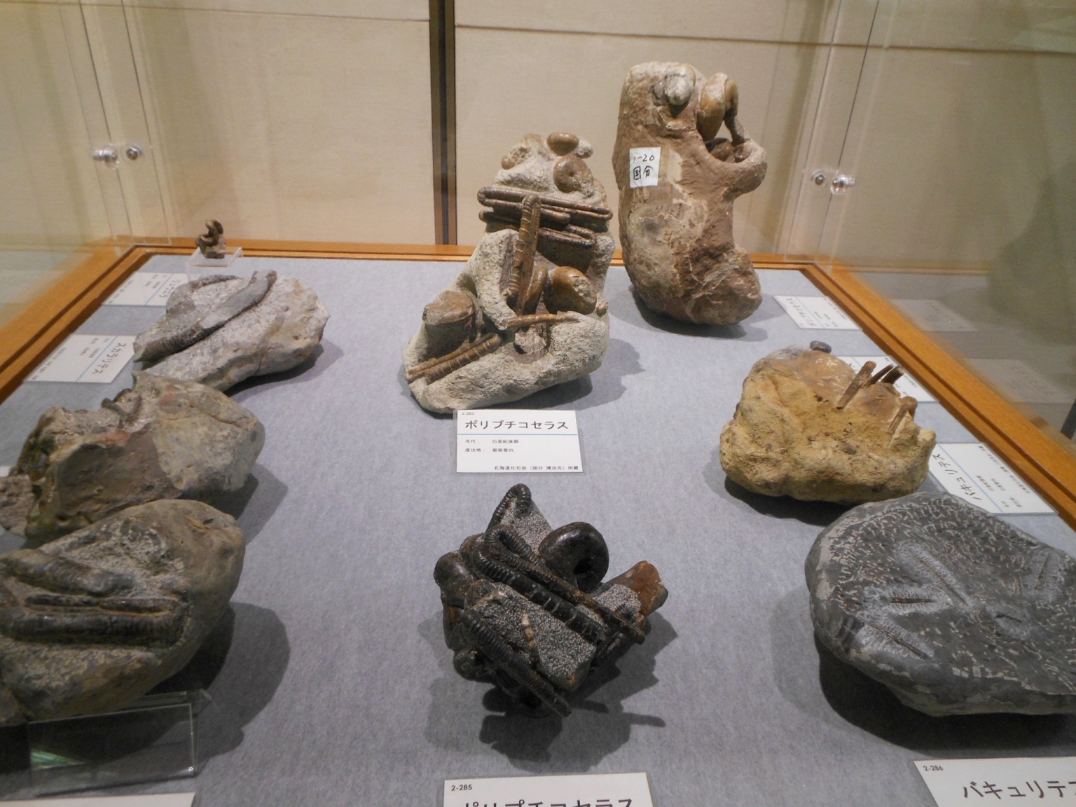 1817) 「『アンモナイト展』　北海道開拓記念館 第69回特別展」 開拓記念館　7月6日(金)～10月8日(月) _f0126829_0303398.jpg