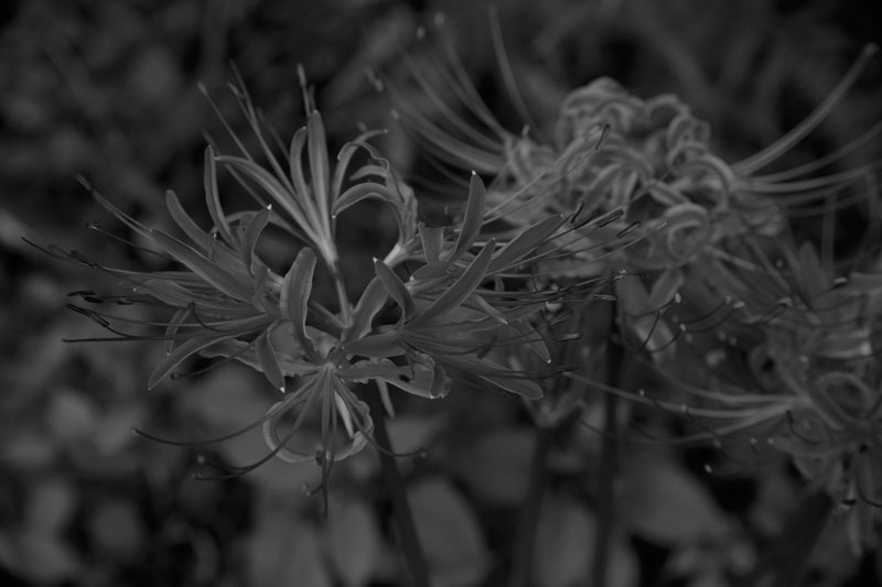 b0177233_5252572.jpg